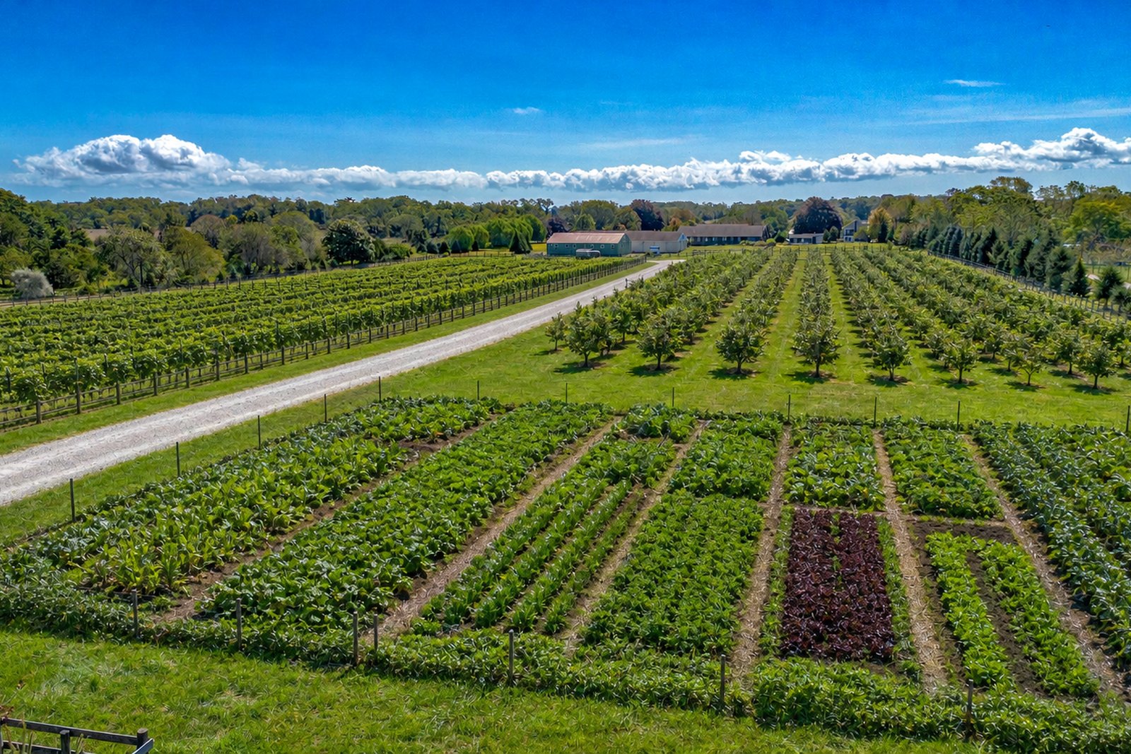 Rendering of the land planted as vineyard, orchard and market rows