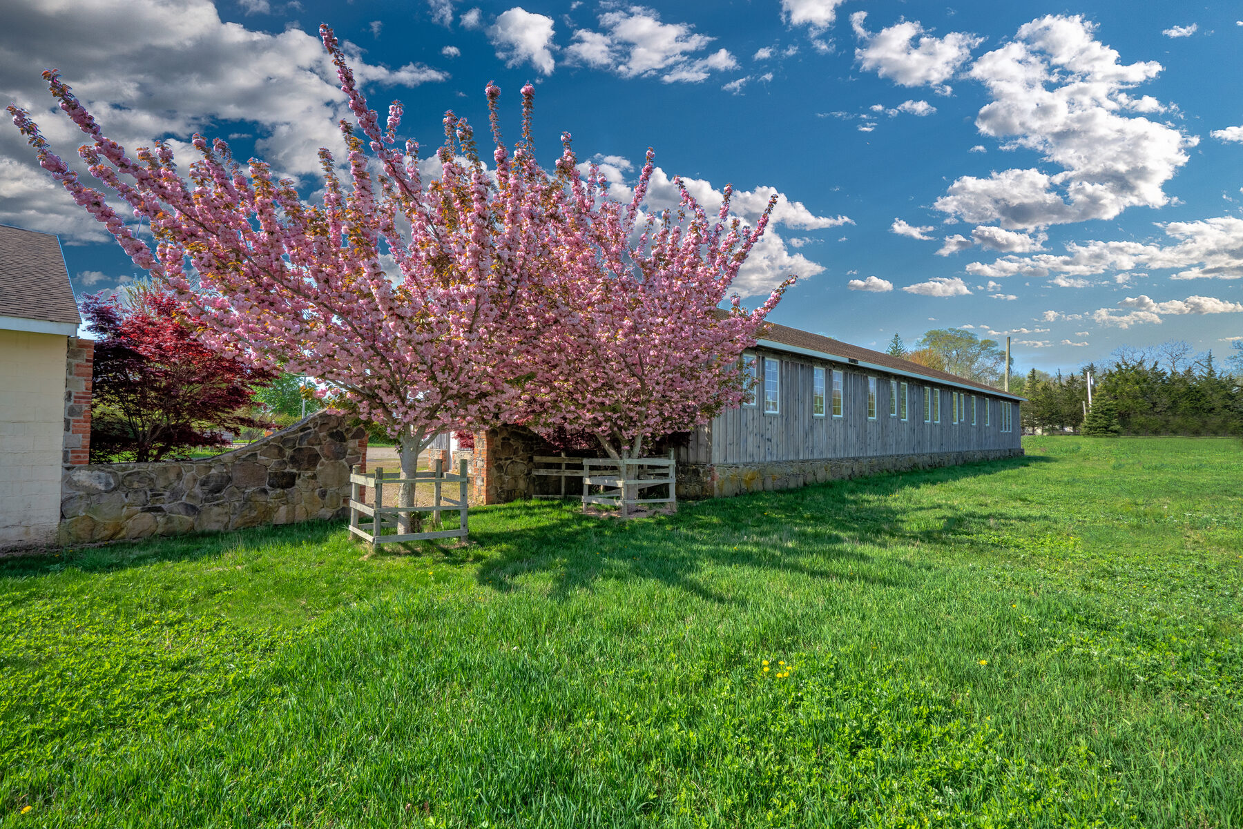 Building 3 with flowering pink tree
